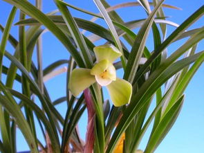 春蘭養(yǎng)殖方法和注意事項(xiàng)