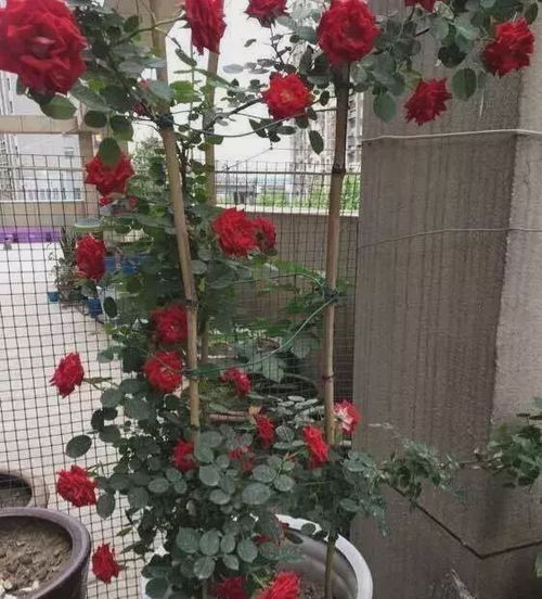 秞瓷盆養(yǎng)花的注意事項(xiàng)