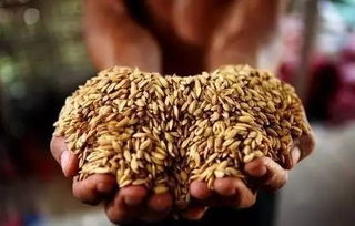 旱改水注意事項