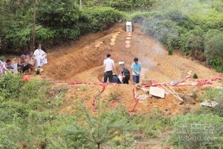 墳地栽樹的注意事項