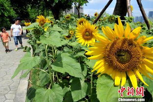 福州,向日葵,注意事項