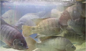 羅非魚,注意事項