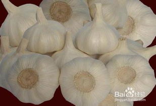 儲藏室購買注意事項,腌菜的注意事項,玻璃瓶腌菜注意事項