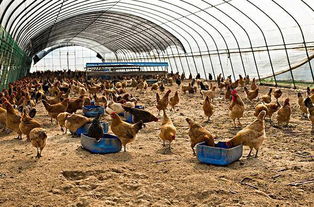 雞舍生物安全的注意事項,雞舍風水注意事項,雞舍管理注意事項