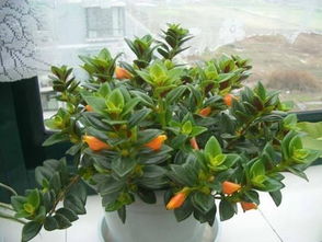 金魚吊蘭開花注意事項(xiàng)