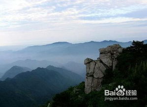 野外收蜂注意事項