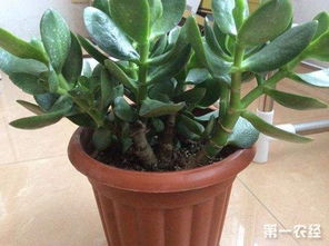 棕櫚樹(shù)移栽注意事項(xiàng),棕櫚樹(shù)的養(yǎng)殖方法和注意事項(xiàng),棕櫚樹(shù)怎么修剪