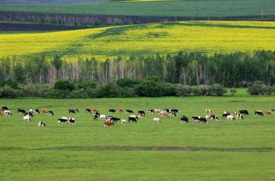 7月去草原注意事項(xiàng)