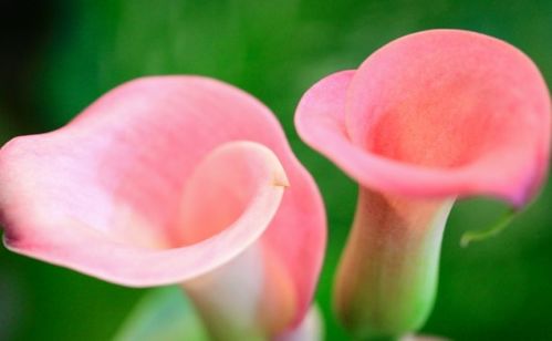 養(yǎng)殖,注意事項(xiàng),方法,養(yǎng)馬