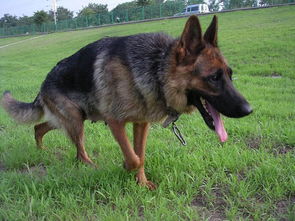 德牧飲食注意事項(xiàng)