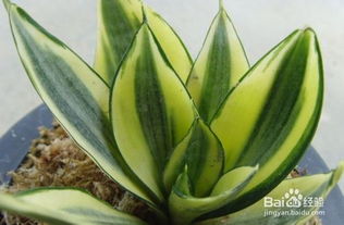 冬季虎尾蘭的養(yǎng)殖方法和注意事項(xiàng)有哪些,虎尾蘭的養(yǎng)殖方法和注意事項(xiàng),虎尾蘭的水培養(yǎng)殖方法和注意事項(xiàng)