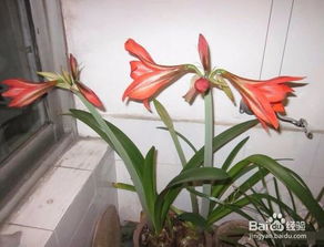 珍珠吊蘭的養(yǎng)殖方法和注意事項,紫珍珠的養(yǎng)殖方法和注意事項,珍珠橙的養(yǎng)殖方法和注意事項