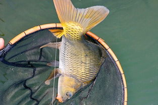 倒刺,鯉魚,注意事項(xiàng)