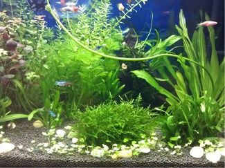 水草泥注意事項(xiàng)