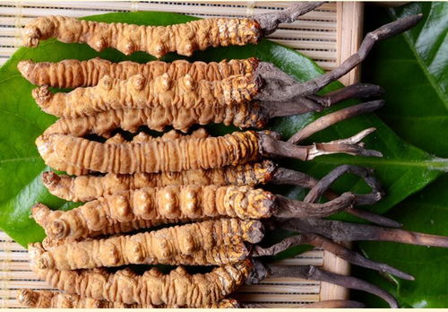 產(chǎn)婦吃冬蟲夏草注意事項(xiàng)