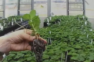 茶梅樹移栽的注意事項,月季移栽注意事項,君子蘭移栽注意事項