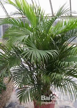 繁殖,注意事項(xiàng),種子,方法