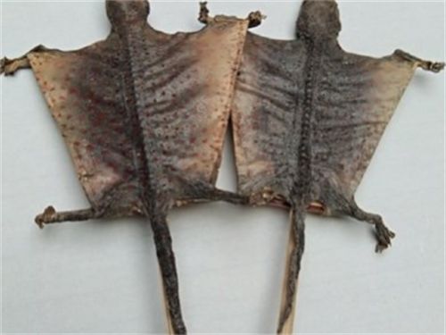 食用木耳的注意事項(xiàng),蛤蚧磨粉的注意事項(xiàng),蛤蚧的用法注意事項(xiàng)