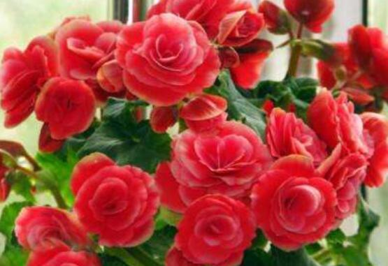 海棠,養(yǎng)殖,注意事項(xiàng),玫瑰