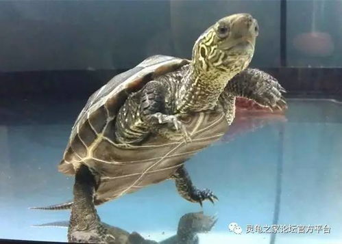 冬天家里養(yǎng)王八注意事項(xiàng)