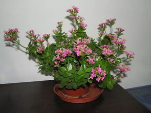 長(zhǎng)壽,注意事項(xiàng),花換盆后