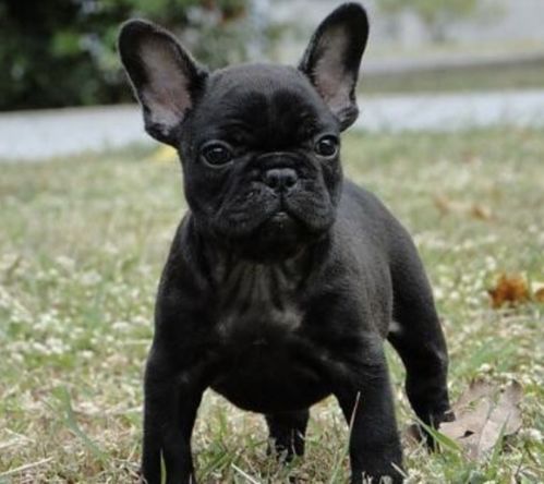 幼犬,注意事項,法牛喂