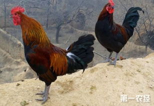 養(yǎng)殖野雞需要注意事項