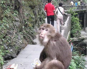 峨眉山,猴子,注意事項(xiàng)