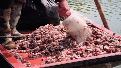 養(yǎng)螃蟹的注意事項(xiàng),螃蟹放缸里養(yǎng)有什么注意事項(xiàng),水稻養(yǎng)螃蟹有什么需要注意事項(xiàng)