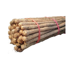 鐵棍山藥注意事項(xiàng)