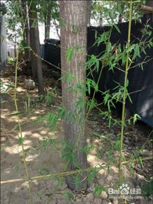 茶畝移栽注意事項