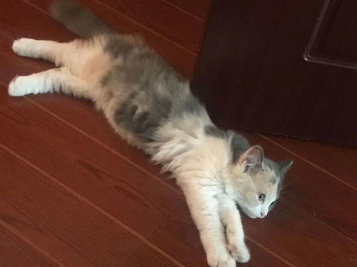 貓咪托運要注意事項