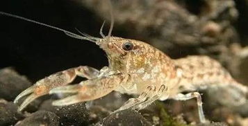 養(yǎng)殖花蝦注意事項(xiàng),金桂養(yǎng)殖及注意事項(xiàng)與繁殖,斗魚養(yǎng)殖注意事項(xiàng)