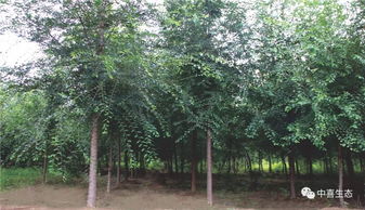 冬季移栽樹木注意事項(xiàng),冬天移栽葡萄樹注意事項(xiàng),秋季移栽樹木注意事項(xiàng)