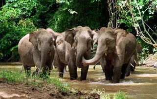 注意事項(xiàng),旅游,野象谷