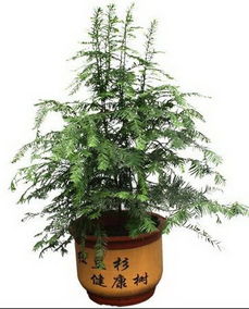 紅豆杉,養(yǎng)殖,注意事項,室內(nèi)