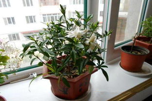 麒麟,養(yǎng)殖,注意事項(xiàng),方法