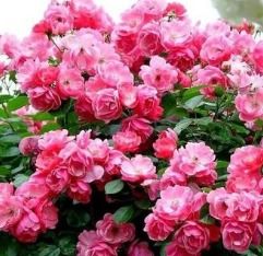 室內(nèi)睡蓮的種植方法和注意事項,薔薇地栽種植方法和注意事項,薔薇種子種植方法和注意事項