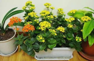 秋季家庭花卉移植注意事項(xiàng)