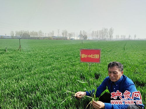 孕穗期,小麥,注意事項(xiàng)