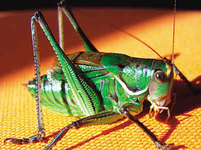 蟈蟈,飼養(yǎng),注意事項,冬季