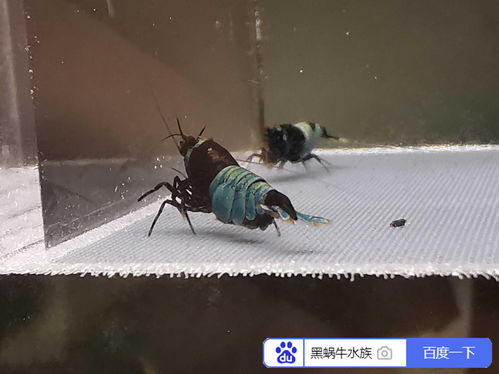 養(yǎng)殖,注意事項(xiàng),水晶