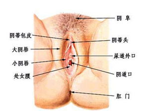 膿腫,術(shù)后,注意事項,巴氏