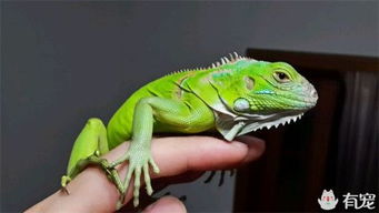 養(yǎng)綠鬣蜥注意事項