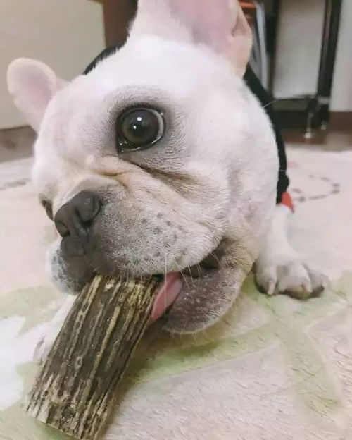 法斗懷孕注意事項