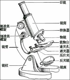 顯微鏡注意事項細(xì)調(diào)