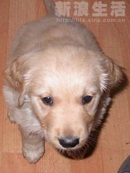 注意事項(xiàng),金毛