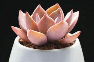 多肉初戀的養(yǎng)殖方法和注意事項,TP的養(yǎng)殖方法和注意事項,蘭花的養(yǎng)殖方法和注意事項