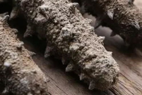 吃海參的注意事項(xiàng),海參養(yǎng)殖注意事項(xiàng),買海參注意事項(xiàng)