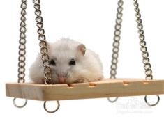 注意事項(xiàng),熱門,小寵網(wǎng)